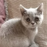 ブリティッシュショートヘア