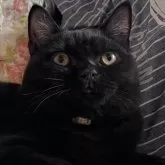 ブリティッシュショートヘア