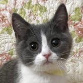 ブリティッシュショートヘア