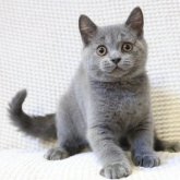 ブリティッシュショートヘア