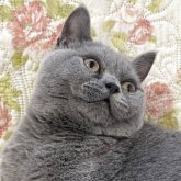 ブリティッシュショートヘア