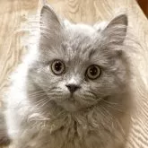 ブリティッシュロングヘア【愛知県・男の子・2025年6月18日・ブルー】の写真2「お話を聞いてくれます」