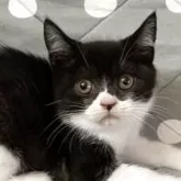 ブリティッシュショートヘア【愛知県・男の子・2025年7月17日・ブラックアンドホワイト】の写真10「穏やかな子です♪」