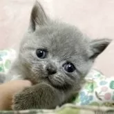 ブリティッシュショートヘア【愛知県・男の子・2025年4月12日・ブルー】の写真2「赤ちゃんね🤱」