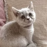 ブリティッシュショートヘア【愛知県・女の子・2025年6月18日・ライラック】の写真5