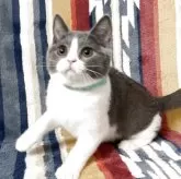 ブリティッシュショートヘア【愛知県・男の子・2025年7月11日・ブルーアンドホワイト】の写真6「似合うわねー」