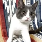 ブリティッシュショートヘア【愛知県・男の子・2025年7月11日・ブルーアンドホワイト】の写真11「ん？？」