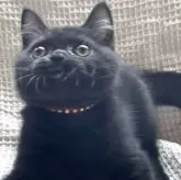 ブリティッシュショートヘア【愛知県・男の子・2025年6月10日・ブラック】の写真7