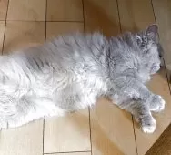 ブリティッシュロングヘア【愛知県・男の子・2025年4月15日・ライラック(ロングヘア)】の写真6「どこでも寝れます🍤🍤🍤」