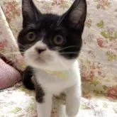 ブリティッシュショートヘア【愛知県・男の子・2025年7月17日・ブラックアンドホワイト】の写真9「まだまだ写真はキンチョーする」