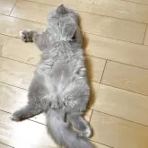 ブリティッシュロングヘア【愛知県・男の子・2025年4月15日・ライラック(ロングヘア)】の写真5「いつも仰向け」