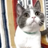 ブリティッシュショートヘア【愛知県・男の子・2025年7月11日・ブルーアンドホワイト】の写真7「あら。可愛い😍」