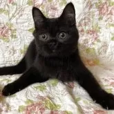 ブリティッシュショートヘア【愛知県・男の子・2025年6月10日・ブラック】の写真9「動きがとても早いです」