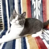 ブリティッシュショートヘア【愛知県・男の子・2025年7月11日・ブルーアンドホワイト】の写真8「モデルさんみたいねー」