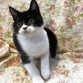 ブリティッシュショートヘア【愛知県・男の子・2025年7月17日・ブラックアンドホワイト】の写真2「柄も可愛い💕」