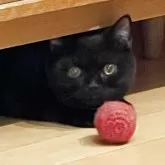 ブリティッシュショートヘア【愛知県・男の子・2025年3月31日・ブラック(ショートヘア)】の写真3「早朝に盗撮😆」