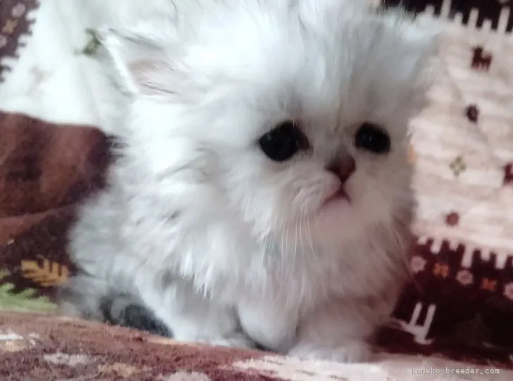 ID：2203-00107の子猫