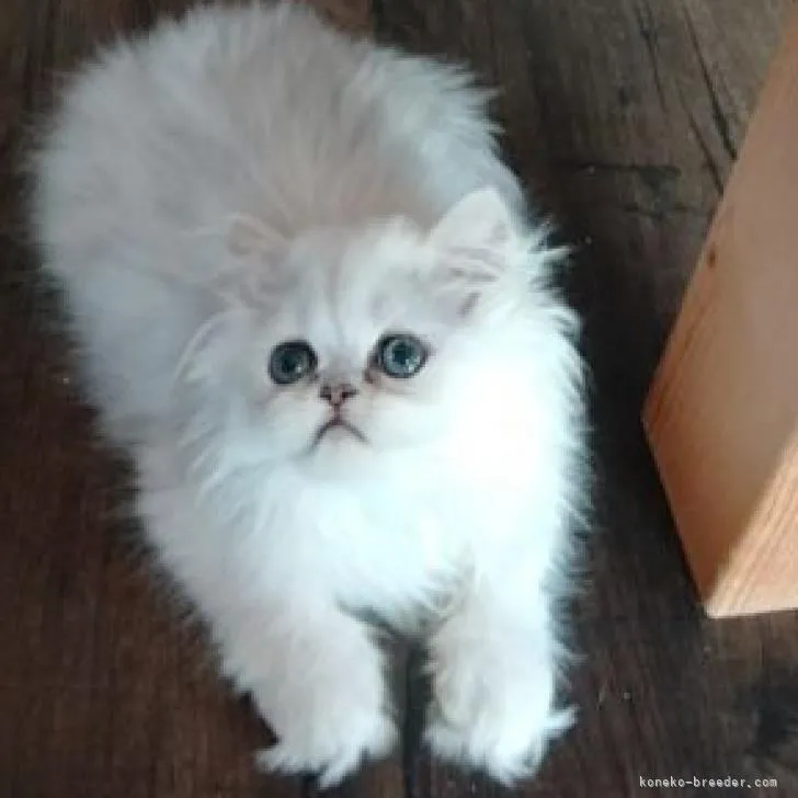 ID:2207-03308の子猫