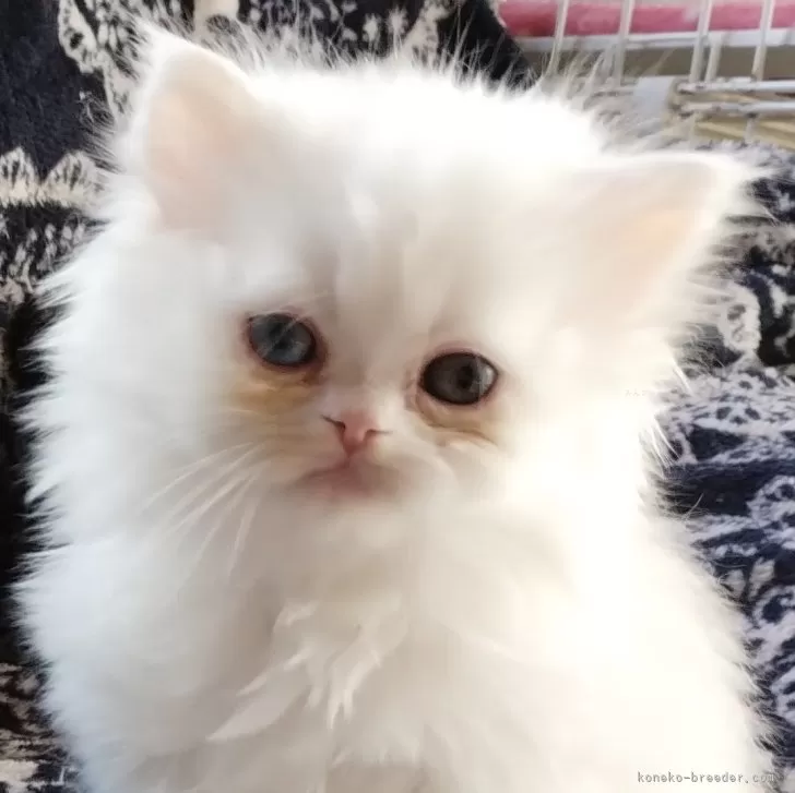 ID：2411-02306の子猫