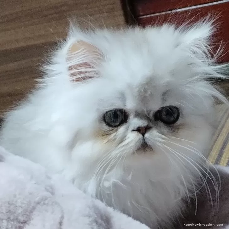 ID:2410-01941の子猫