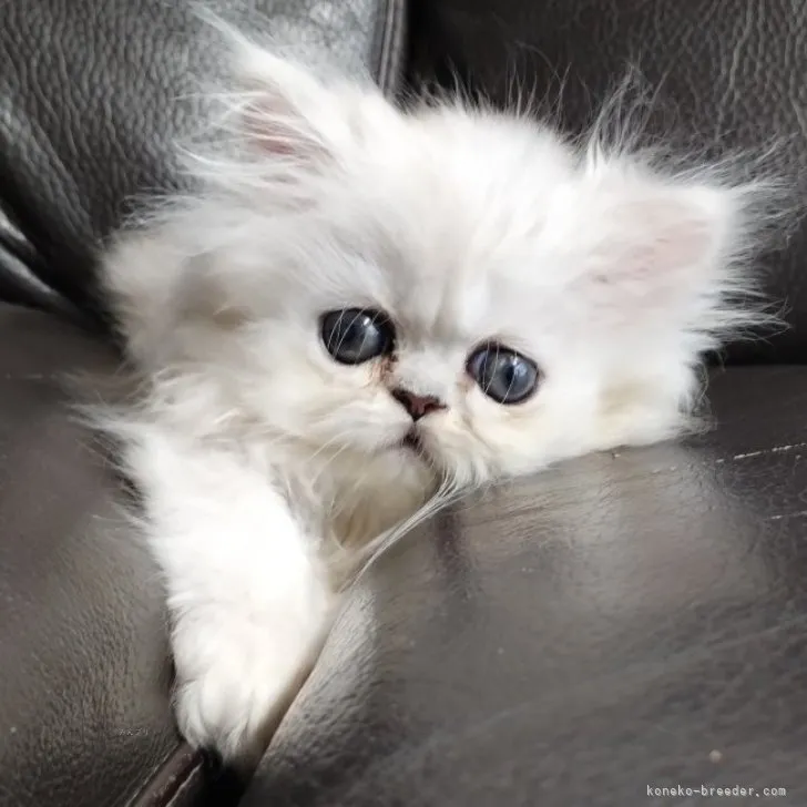 ID:2308-01874の子猫