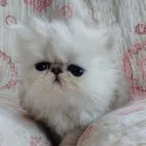 ペルシャ(チンチラ)【岡山県・男の子・2023年3月29日・チンチラシルバー】の写真1「5/1撮影」