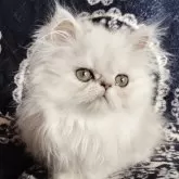 ペルシャ(チンチラ)【岡山県・女の子・2023年9月24日・チンチラシルバー】の写真1「12/23撮影」