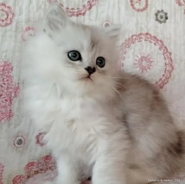 ID：2210-00137の子猫