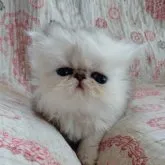 ペルシャ(チンチラ)【岡山県・男の子・2023年3月29日・チンチラシルバー】の写真2