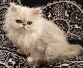 ペルシャ(チンチラ)【岡山県・女の子・2023年9月24日・チンチラシルバー】の写真2「12/23」