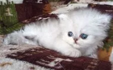 ペルシャ(チンチラ)【岡山県・男の子・2020年9月16日・チンチラシルバー】の写真2