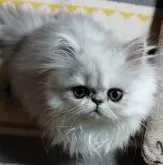 ペルシャ(チンチラ)【岡山県・女の子・2023年9月24日・チンチラシルバー】の写真3「12/23」