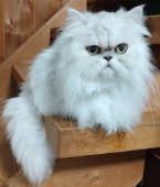 ペルシャ(チンチラ)【・女の子・2022年7月7日・シェーデッドシルバー】