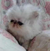 ペルシャ(チンチラ)【岡山県・男の子・2023年3月29日・チンチラシルバー】の写真4