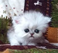 ペルシャ(チンチラ)【岡山県・男の子・2020年9月16日・チンチラシルバー】の写真4