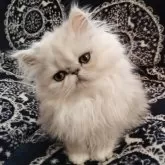 ペルシャ(チンチラ)【岡山県・女の子・2023年9月24日・チンチラシルバー】の写真5「12/23」