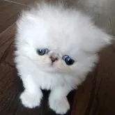 ペルシャ(チンチラ)【岡山県・男の子・2023年3月29日・チンチラシルバー】の写真5「タレ目です💕」