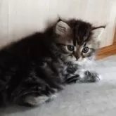 ペルシャ【岡山県・男の子・2025年7月31日・ブラウンタビー】の写真4