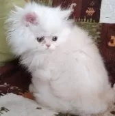 ペルシャ【岡山県・男の子・2025年2月1日・クリーム&ホワイト】の写真3