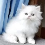 ペルシャ【岡山県・男の子・2025年7月31日・ホワイト】の写真6