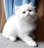 ペルシャ【岡山県・男の子・2025年7月31日・ホワイト】の写真5