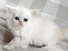 ペルシャ【岡山県・男の子・2025年7月31日・クリーム&ホワイト】の写真6