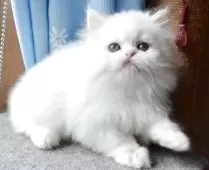 ペルシャ【岡山県・男の子・2025年7月31日・ホワイト】の写真4