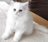 ペルシャ【岡山県・男の子・2025年7月31日・ホワイト】の写真2