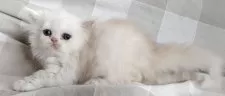 ペルシャ【岡山県・男の子・2025年7月31日・クリーム&ホワイト】の写真9