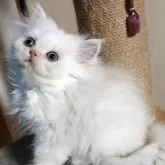 ペルシャ【岡山県・男の子・2025年7月31日・クリーム&ホワイト】の写真2