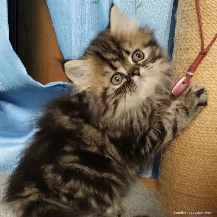 ID:2509-00405の子猫