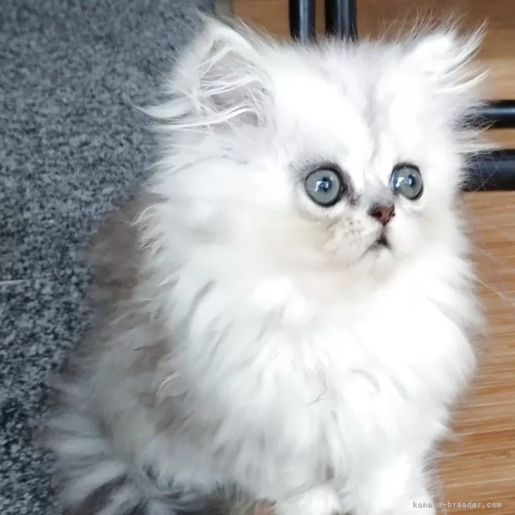 ID：2509-00394の子猫