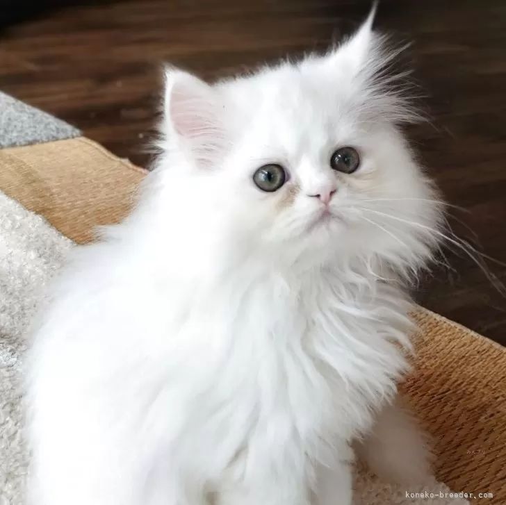 ペルシャ【岡山県・男の子・2025年7月31日・ホワイト】の写真1
