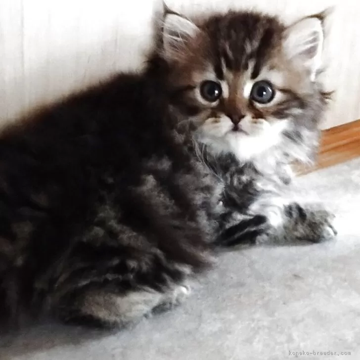 ID：2509-00411の子猫